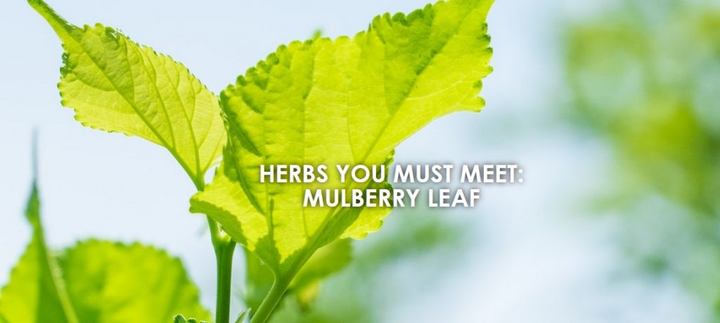 herbs you must meet mulberry leaf