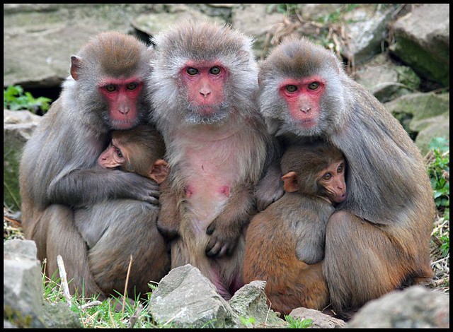 family of rhesus monkeys
