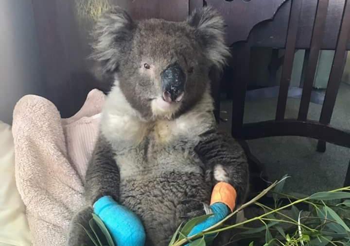 Desperate to Help Desperate Koalas? The Government Won’t. Here’s What ...